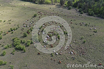 Herd of cows grazing in a large meadow. Aerial drone top down photo. Stock Photo