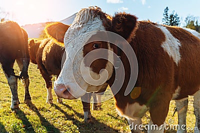 herd cows grazing in meadow close-up Stock Photo