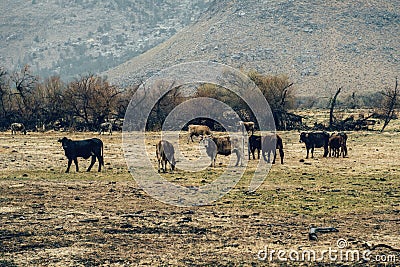 Herd of cows grazing in a meadow in the mountains. Peaceful rural nature landscape at rainy day with fog Stock Photo
