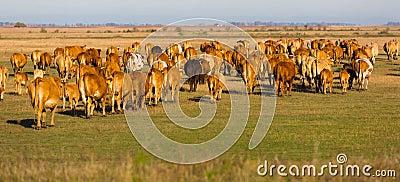 Herd of cows is grazing in the steppe of Hungary Stock Photo