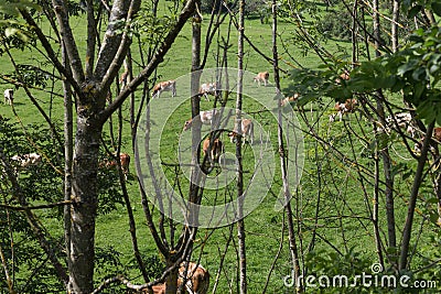 herd of cows Stock Photo