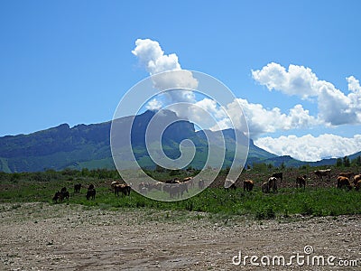 Herd of cows herding on a green meadow in ecological nature area in the mountains. mountain range against clear blue sky Stock Photo