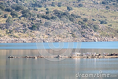 A herd of cows and a heron rest in the delta of a lake Stock Photo