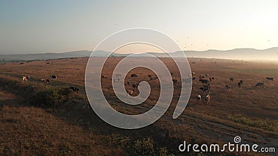 Herd of cows on the idylic valley. Stock Photo