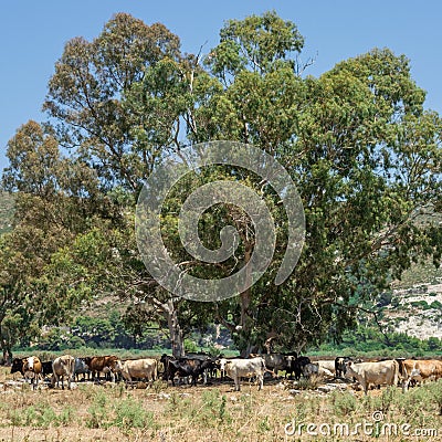 Herd of cows, Kefalonia Greece Stock Photo