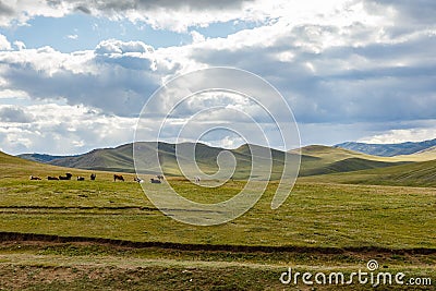 A herd of cows in the Mongolian steppe Stock Photo