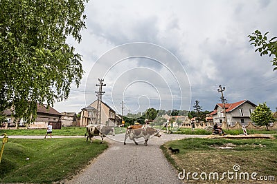 Herd of cows passing a street of Alibunar; a small agricultural village of Voivodina; the main rural region of Serbia Editorial Stock Photo