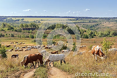 A herd of cows on pasture Stock Photo