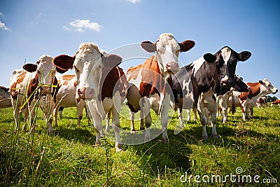 Herd of cows in the pasture Stock Photo