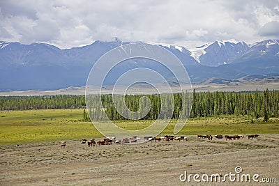 Herd of cows on pasture. Kurai steppe landscape. Altai, Russia Stock Photo
