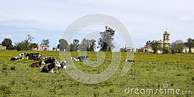 Herd of cows resting in Uruguay. Stock Photo