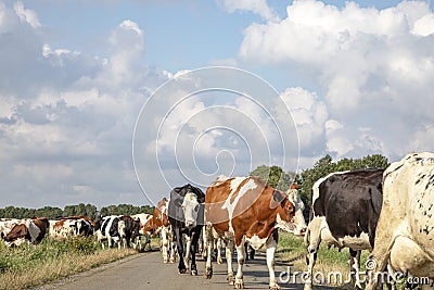 Herd of cows walking in a row, crossing a road in line, one after another, to the milking parlor Stock Photo