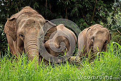 A herd of critically endangered sumatran elephants grazing on grass Stock Photo