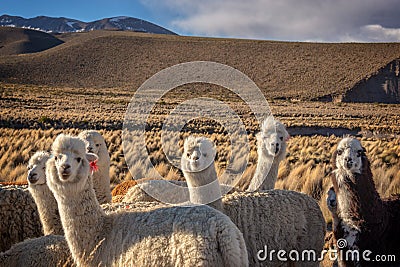 Herd of curious alpacas, Bolivia Stock Photo