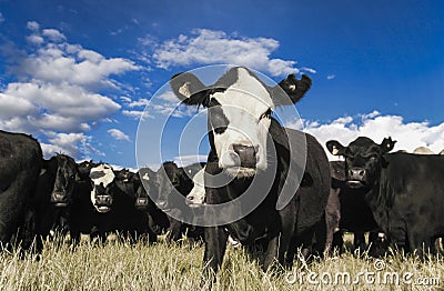 Herd of curious cattle in dry summer field, New Zealand Stock Photo