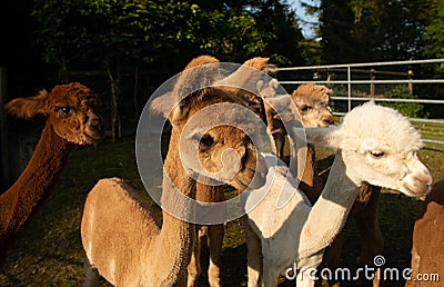 herd of cute, little alpaca babies Stock Photo