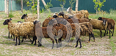 A herd of dark brown sheep Stock Photo