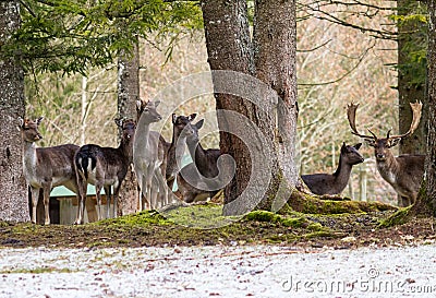 Herd of deer Stock Photo