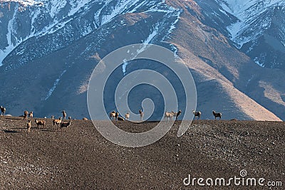 Herd of Deer graze on the mountain pasture at early morning Stock Photo