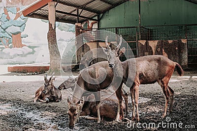 A herd of deer looking for food Stock Photo