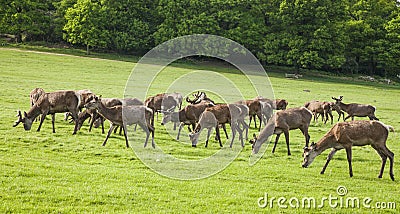 A herd of deer, Richmond Park, London. Stock Photo