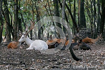 Herd deers with one albino deer lying and resting in forest under the trees Stock Photo