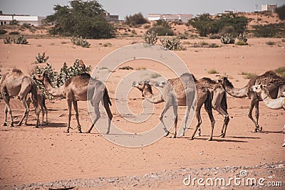 A herd of desert dromedary camels crossing the sand in the United Arab Emirates in the Middle East Stock Photo