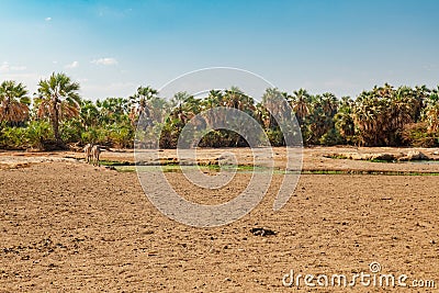 A herd donkey drinking water at Kalacha Oasis in North Horr, Marsabit, Kenya Stock Photo