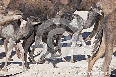 Herd of dromedaries (camels). Stock Photo