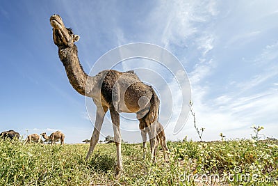 Herd of dromedary camels grassing in Morocco, Africa Stock Photo