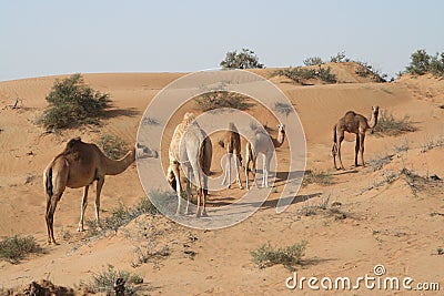 Herd of dromedary in isolated Oman desert Stock Photo