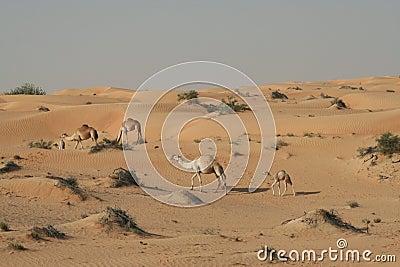 Herd of dromedary in isolated Oman desert Stock Photo