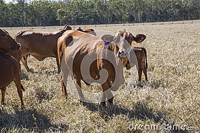 Herd of Droughtmaster Cattle Stock Photo