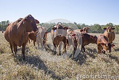 Herd of Droughtmaster Cattle. Stock Photo