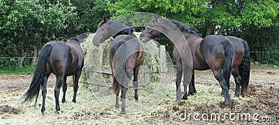 Herd eating hay from round bale Stock Photo