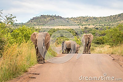 A herd of elephant on the move and walking towards the camera, Pilanesberg National Park, South Africa. Stock Photo