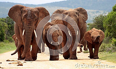 Herd of Elephant in South Africa Stock Photo