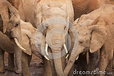 Herd of elephants in Addo Elephant NP, South Africa Stock Photo
