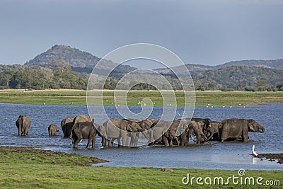 A herd of elephants bathing in the tank (man-made reservoir) at Minneriya National Park in the late afternoon. Stock Photo