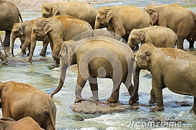 Herd of elephants crosses river in Pinnawala, Sri Lanka. Stock Photo