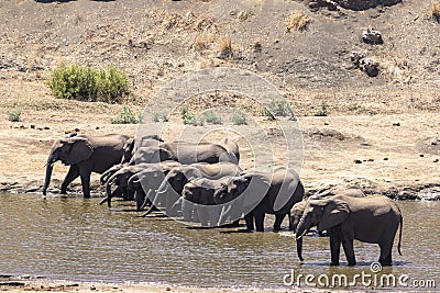 Herd of elephants drink water in the river Stock Photo