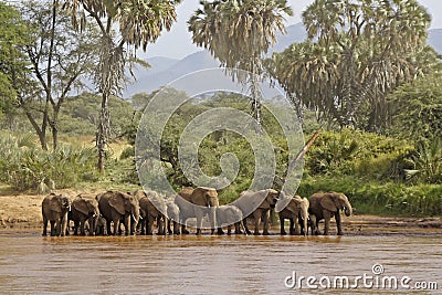 African elephants drinking at river, Samburu, Kenya Stock Photo