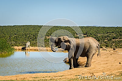 Herd of elephants drinking water Addo elephants park, South Africa wildlife photoghraphy Stock Photo