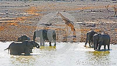 Herd of elephants enjoying a waterhole, while a solitary giraffe walks past in the background Stock Photo