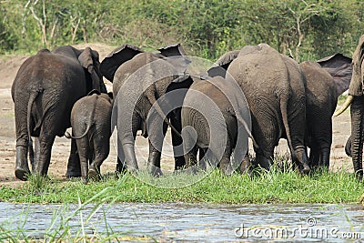 A herd of elephants fight for space as they walk in a line in the Queen Elizabeth National Park in Uganda Stock Photo