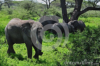 Herd of elephants grazing in the Serengeti National Park, Africa Stock Photo