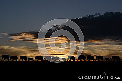 Herd of elephants Stock Photo