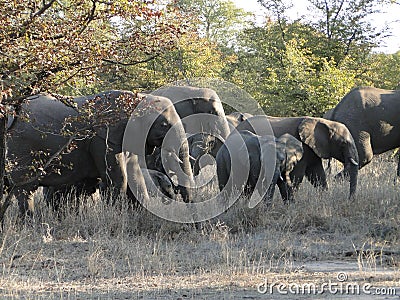 A herd of elephants Stock Photo