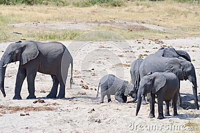 Herd of elephants looking for a waterhole in the Tarangire Park Stock Photo