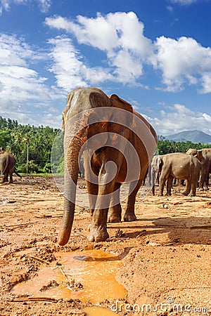 Herd of elephants in the nature Stock Photo